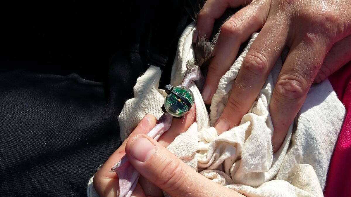 FINE WORK: A data logger is attached to the leg of a wedge-tailed shearwater on Broughton Island. Picture: NSW National Parks and Wildlife Service