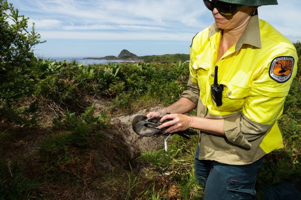HANDLE WITH CARE: NPWS ranger Susanne Callaghan with a wedge-tailed shearwater on Broughton Island. Picture: Jonathan Carroll