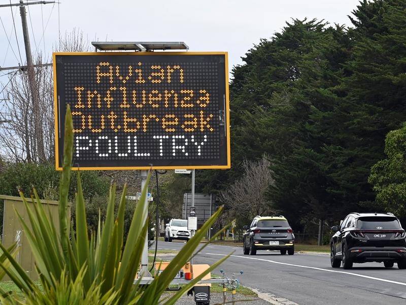 Bird flu has been confirmed in the ACT, with farms in NSW and Victoria also affected. (HANDOUT/DEPARTMENT OF ENERGY, ENVIRONMENT AND CLIMATE ACTION)
