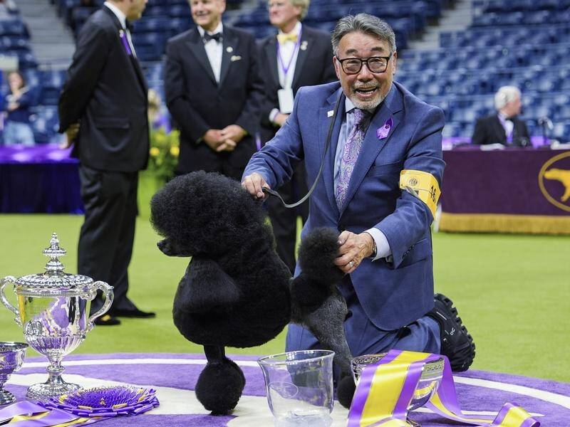 Sage the poodle wins US Westminster Dog Show top prize Newcastle