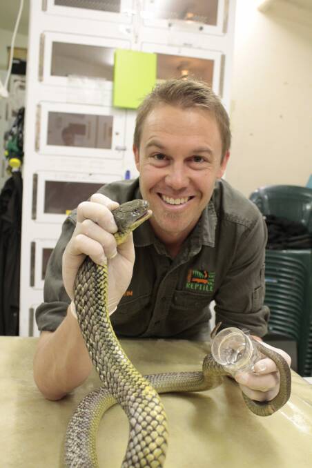  Australian Reptile Park general manager Tim Faulkner milking venom from a tiger snake.