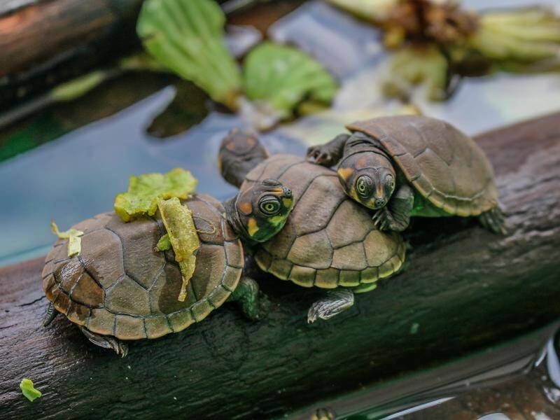 Some 3200 taricaya turtles are this year being released in the Peruvian wild. (EPA PHOTO)