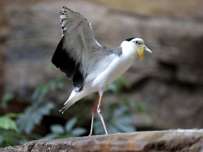 A man has been fined after driving over a masked lapwing plover's nest and crushing the birds. (AP PHOTO)