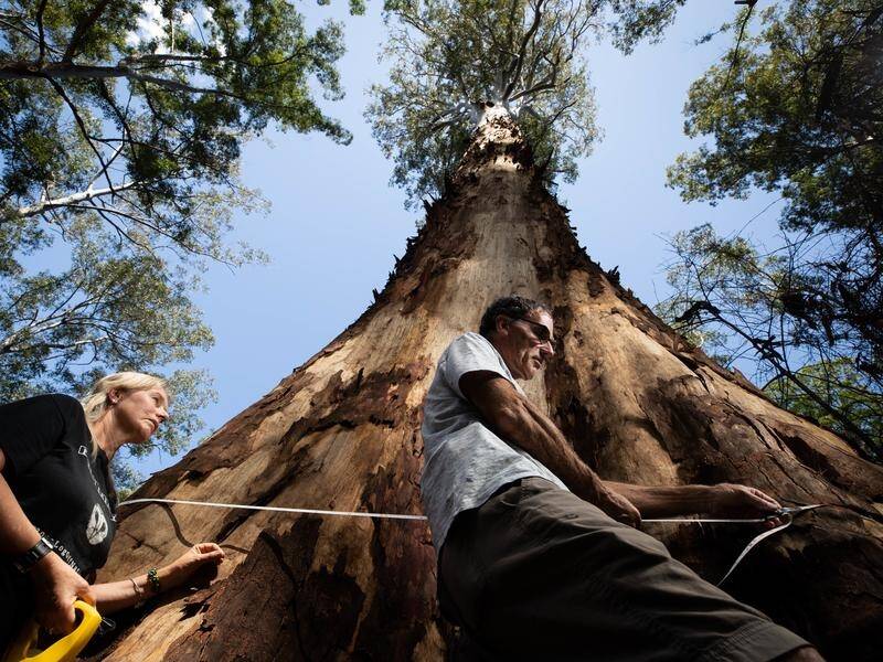 Australia's tallest spotted gum, Big Spotty, is in unprotected state forest on the NSW south coast. (PR HANDOUT IMAGE PHOTO)