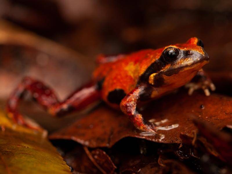 Philoria pughi, a type of frog that makes a sound like a human fart, was hit hard by the bushfires. (PR HANDOUT IMAGE PHOTO)