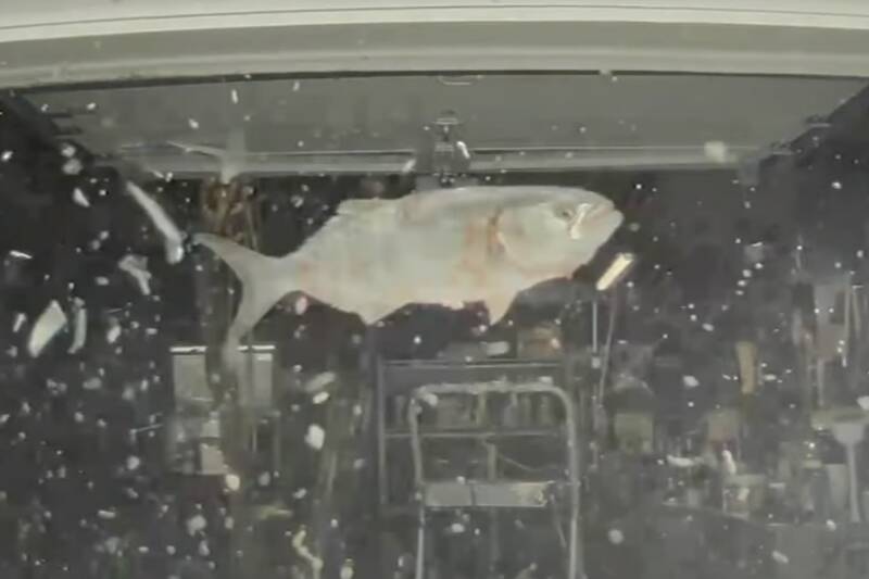Tesla dashcam catches flying fish smashing windscreen