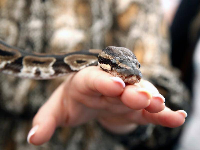 Two pet snakes missing in Sydney's east are not expected to survive outside of care. (EPA PHOTO)
