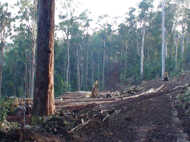 A $200 million industry package will help Victoria transition out of native forest logging. (PR HANDOUT/AAP IMAGE)