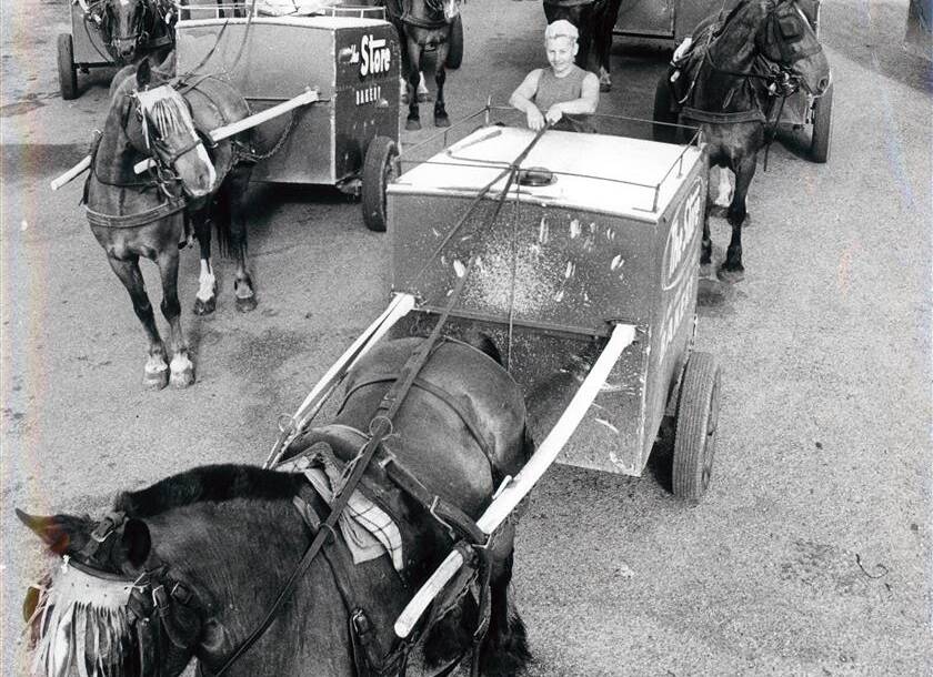 Part of the large horse-drawn fleet of Store bread carts at the Hamilton North stables in December 1973.