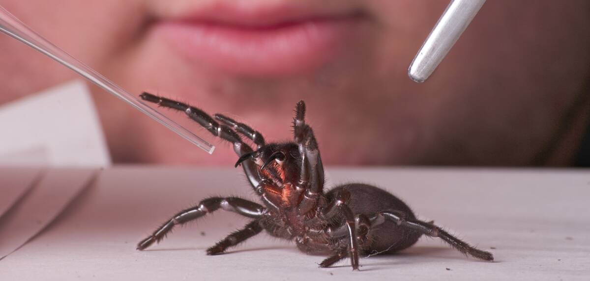   A funnel web spider being milked at Australian Reptile Park. Picture: Gary Brown