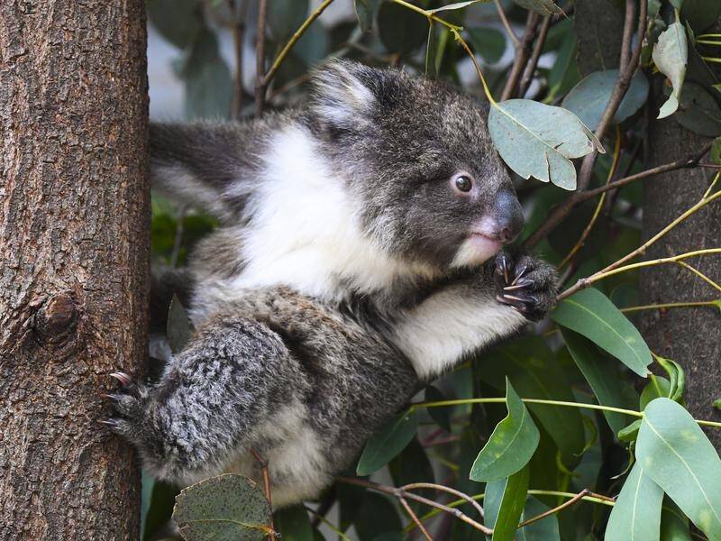 Some 2.2 million hectares of bush was cleared in Queensland in five years, including koala habitat. (Lukas Coch/AAP PHOTOS)