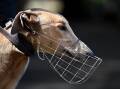 The head of NSW greyhound racing industry's governing body has resigned. (Dan Himbrechts/AAP PHOTOS)
