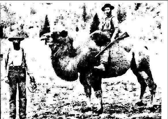  The last of the Cariboo Camels,  Canada,  1888.This is the only known photograph  of a camel from  a failed 1863 gold rush freight venture. 
Picture courtesy of the Royal BC Museum