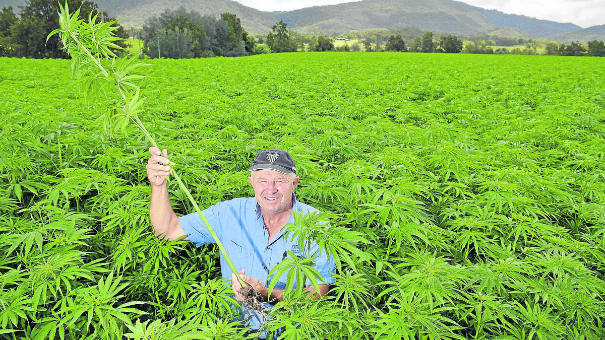 BUMPER CROP: Vacy farmer Bob Doyle and his hemp crop which he says has a huge future. Picture: Stuart Scott