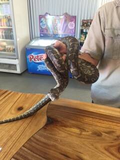 One of the pythons returned on Thursday. Pic: Hunter Valley Zoo