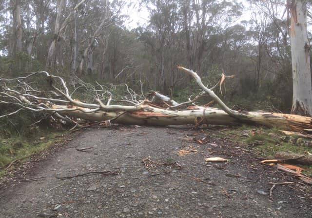A tree over the road at Barrington Tops. Picture: NSW Police
