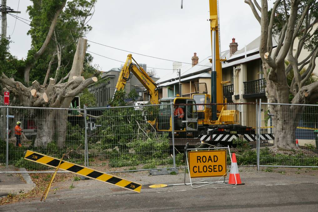 In progress: Workers cut down the fig trees that lined Council Street, Cooks Hill, last week to make way for street upgrades. Picture: Simone De Peak