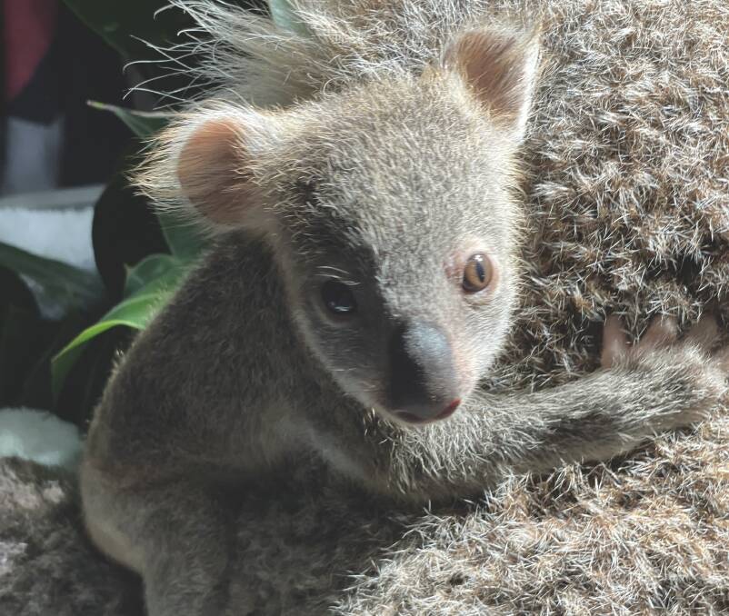 This joey was the first koala born at the Port Stephens Koala Hospital. Picture supplied