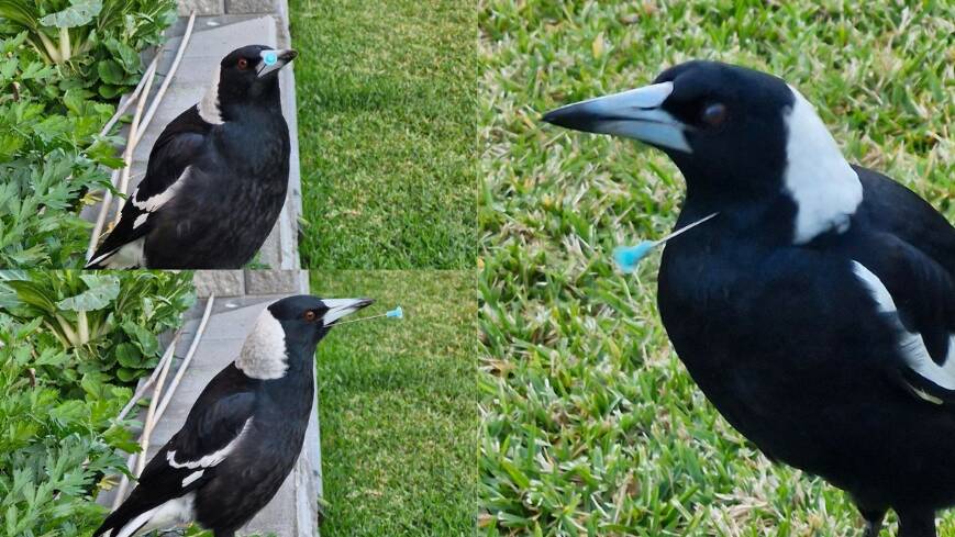 The three injured magpies spotted at Chisholm. Pictures supplied
