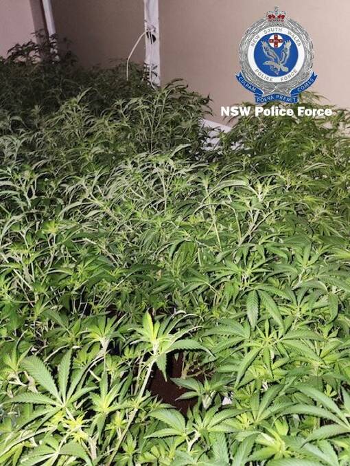 Police seized cannabis with an estimated street value of $1.5 million after a raid at Muswellbrook on Friday. 