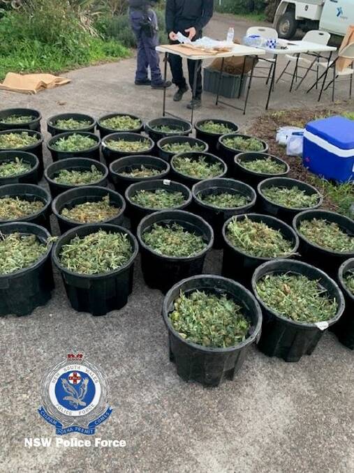 Police seized cannabis with an estimated street value of $1.5 million after a raid at Muswellbrook on Friday. 