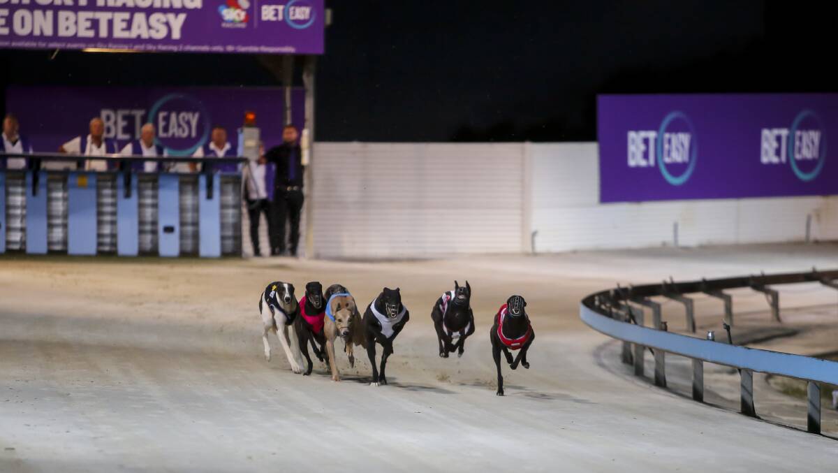 A former chief vet of Greyhound Racing NSW has described the backlog of un-rehomed greyhounds as an "unsustainable morass of exploitation and suffering". Picture by Anna Warr