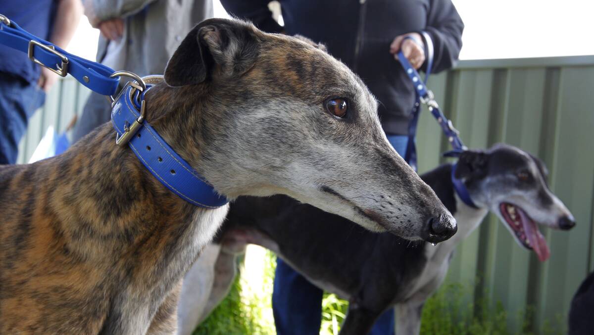 Animal welfare advocates Lisa Ryan and Kylie Field say the greyhound racing industry has "a huge oversupply problem as they keep breeding too many dogs to find the next winner". Picture by Anna Warr