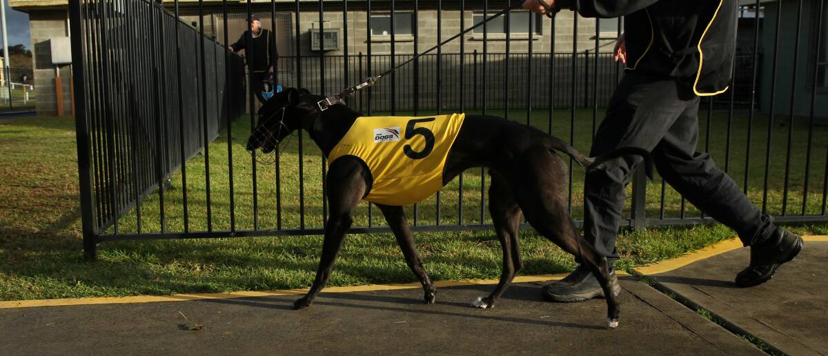 Greyhound Racing NSW says the industry recorded its "lowest ever track mortality rate" in 2023-24. Picture by Max Mason-Hubers