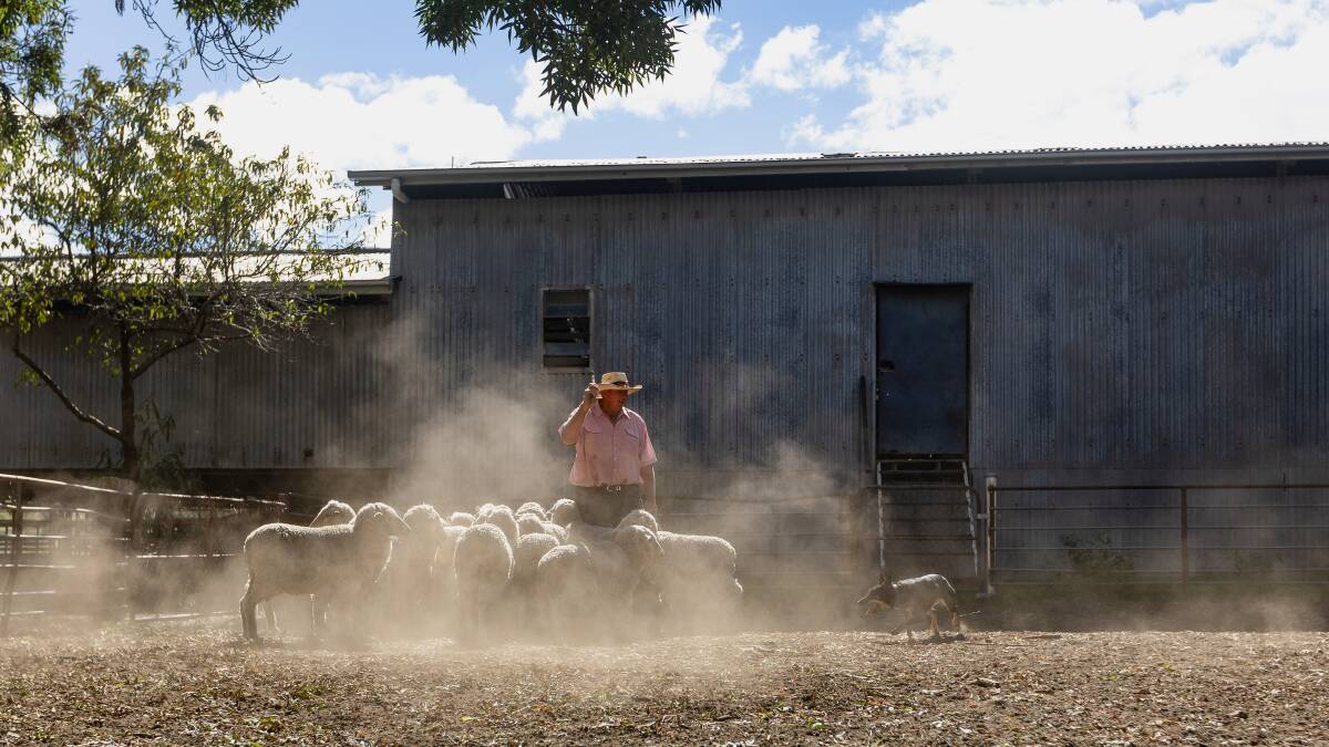 Tim Mackie works the sheep with his dogs. Picture by Marina Neil