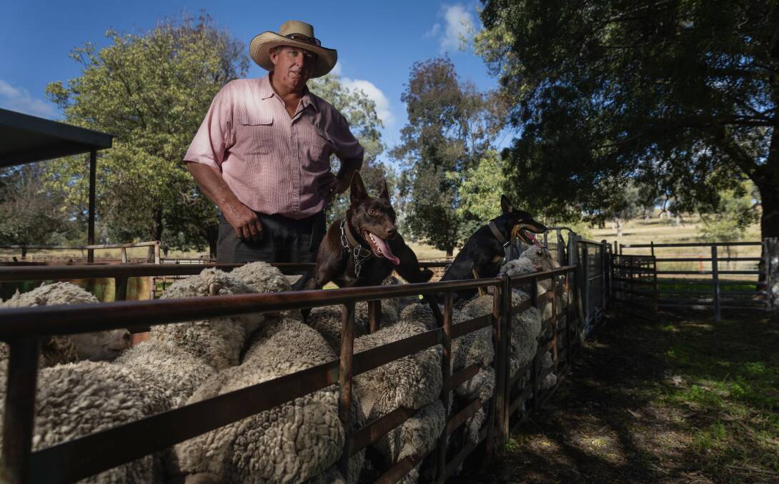 Wallabadah Station farm manager Tim Mackie with loyal Kelpies Pip and Sass. Picture by Marina Neil