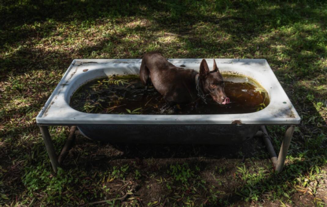 Pip cools off in a trough after some sheep work. Picture by Marina Neil