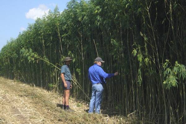 Industrial hemp's benefit to Hunter Region