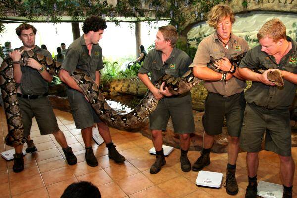 Snake tips the scales at 135 kilograms, Newcastle Herald