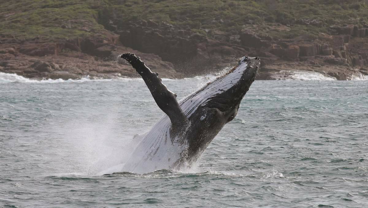 SIGHT TO BEHOLD: Humpbacks migrating along Australian coasts could be hunters’ targets.  Picture: Dean Osland 