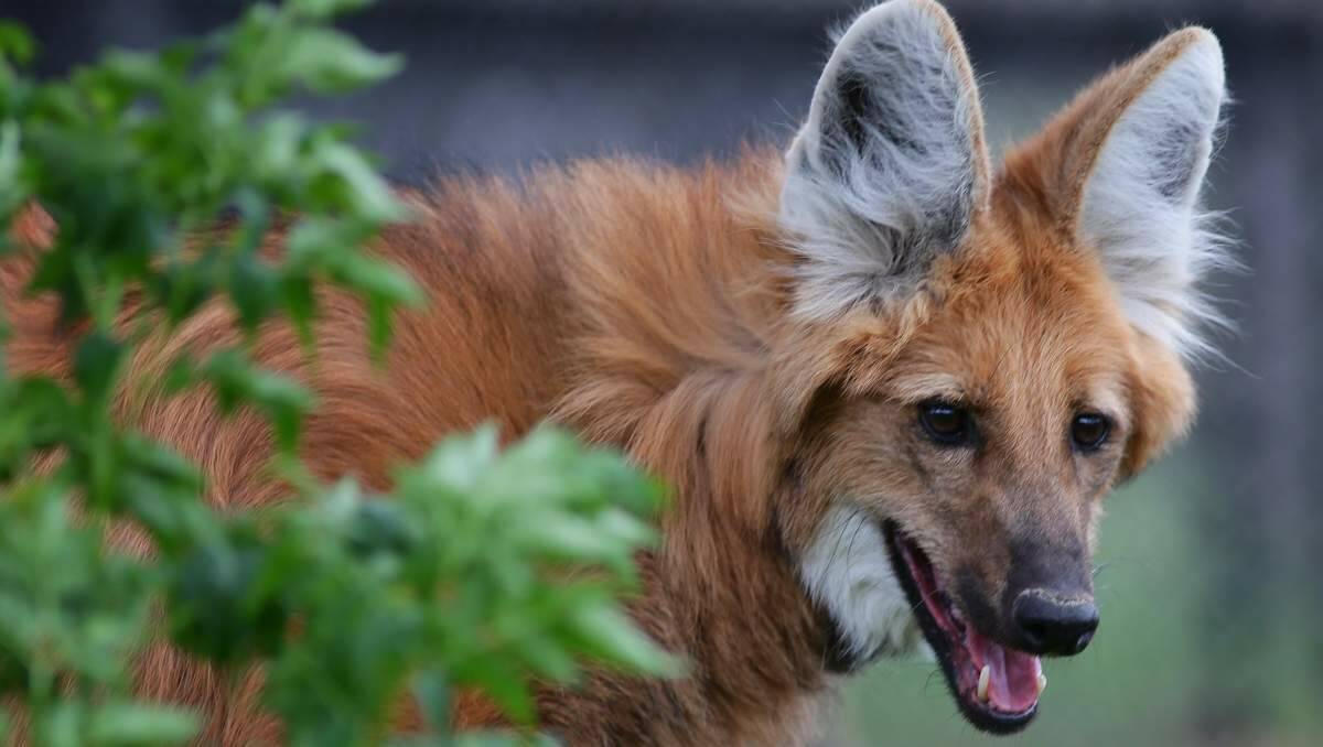 ENDANGERED ARRIVAL: The maned wolf species, native to South America, has urine that smells strongly and marks their territory.  Pictures: Peter Stoop