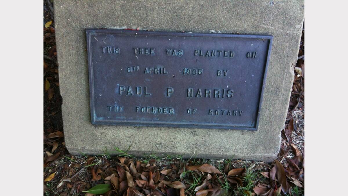 Tree planted by rotary founder Paul Harris. Picture: Wayne Mullen.