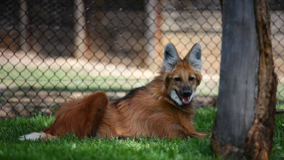 ENDANGERED ARRIVAL: The maned wolf species, native to South America, has urine that smells strongly and marks their territory.  Pictures: Peter Stoop