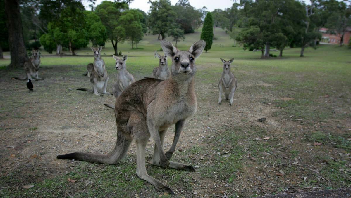  VISITORS: The grounds of Morisset Hospital often attract kangaroos, which some see as a foundation for an eco-style development.